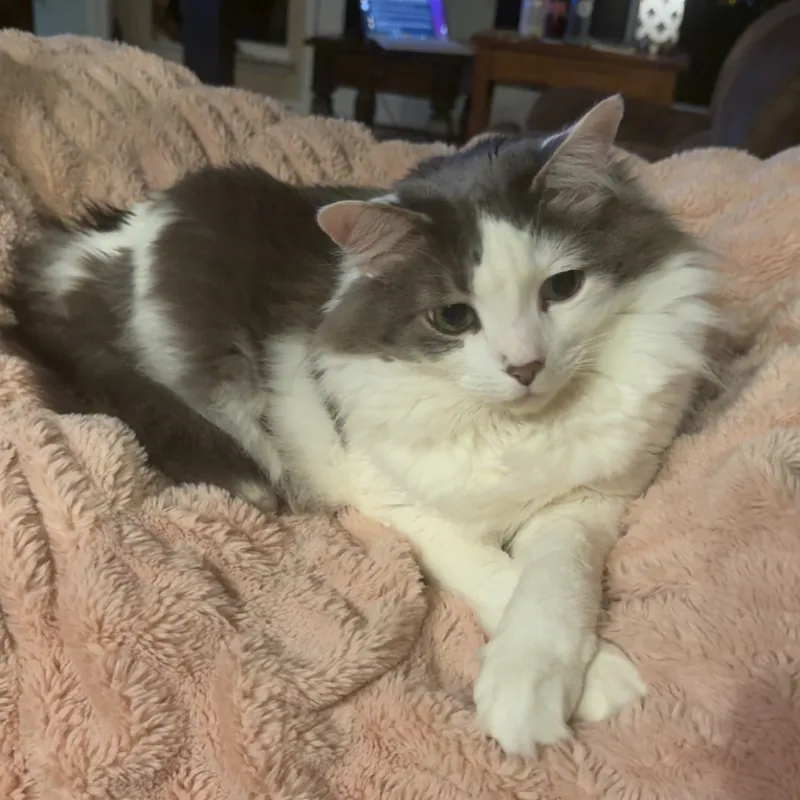 Chris's cat lounging on a blanket